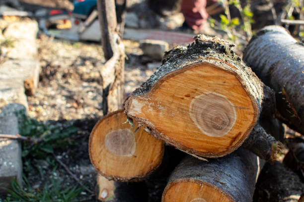 Best Emergency Tree Removal  in Midland, NC